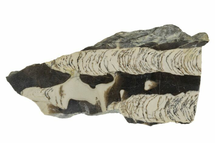 Polished Mesoproterozoic Stromatolite Section - Siberia #180036